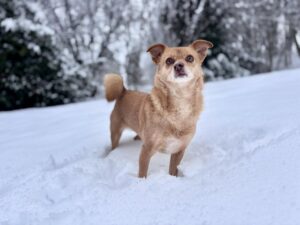 rolda-uk-dog